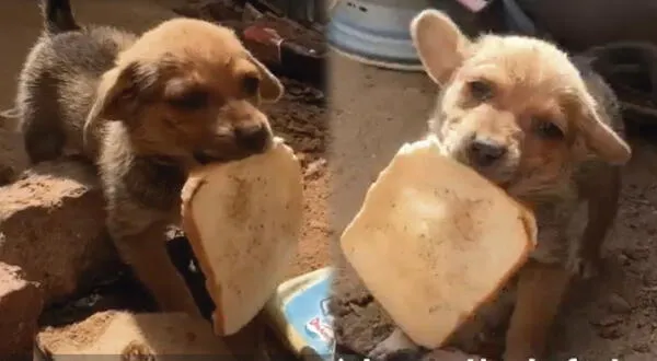 Perrito recibió a sus rescatistas moviendo la colita