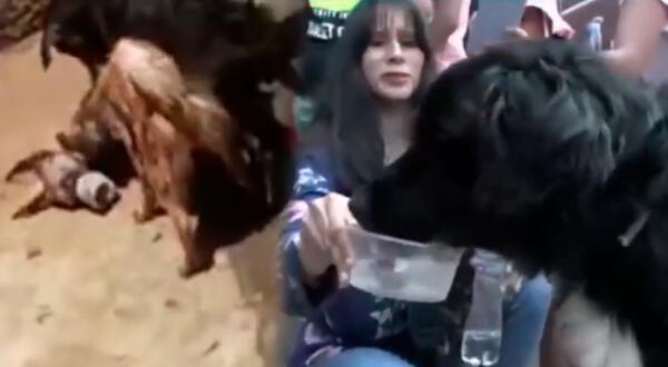 Rosa Vargas recogía perros de la calle para que sean maltratados por otros canes