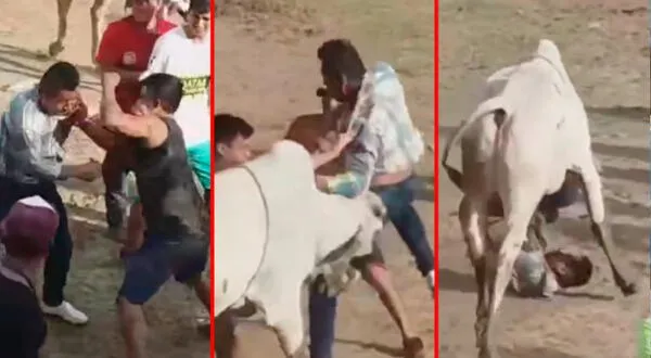 Hombres fueron separados por un toro tras protagonizar pleito