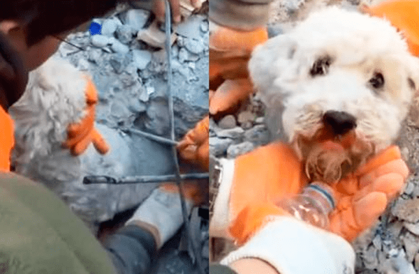 Perro es rescatado entre los escrombros en Turquía y devuelve la esperanza a la humanidad