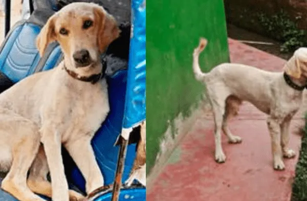 El perrito fue adoptad por los agentes policiales.