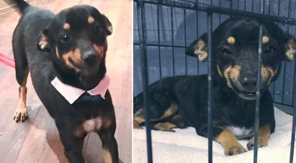 'Cheech' fue un perrito que fue adoptado gracias a su tierna sonrisa