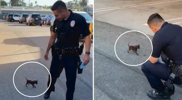 Perrito es adoptado por ejemplar policía en Estados Unidos