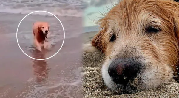 Perrito golden retriever murió en playa de  Bujama