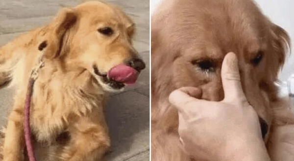 Perrito golden retriever se emocionó al ver a su dueño