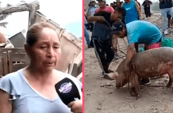 Dueña del cerdo que fue rescatado del río Chillón explica cómo se encuentra: “Ya lo cocinaron”