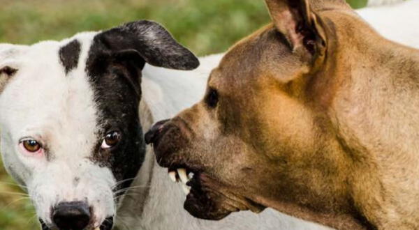 Perros con intensiones de atacar