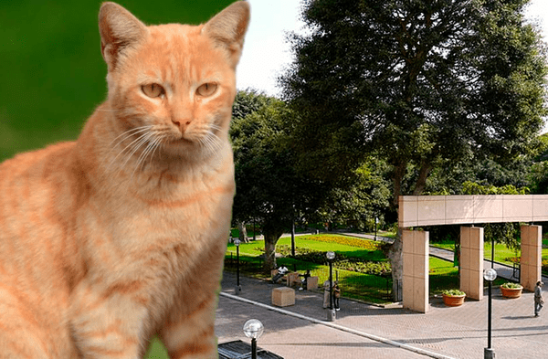 Miraflores: reportan envenenamiento masivo de gatos en parque Kennedy