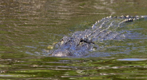 Cocodrilo en el río