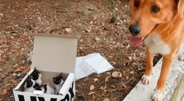 Perro rescató la vida de un grupo de gatos en Grecia