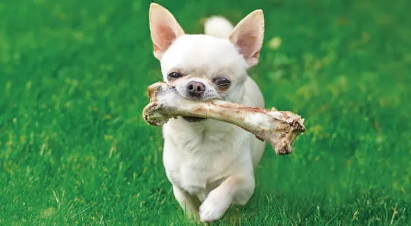 Perritos pueden comer huesos crudos de ciertos animales.