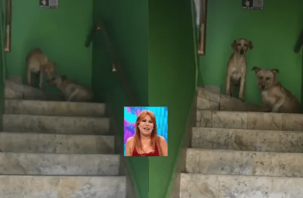 Los perritos fueron captados en un hotel. wapa.pe