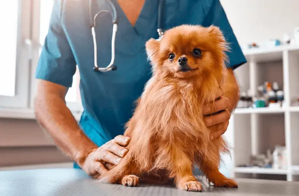 Municipalidad de Lima creará programa de veterinarias solidarias para mascotas