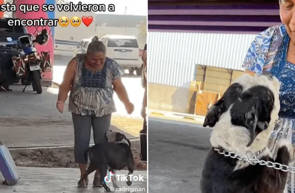 perrita perdida con su dueña