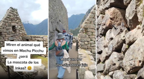 Turistas quedan maravillados al encontrar una vizcacha en Machu Picchu