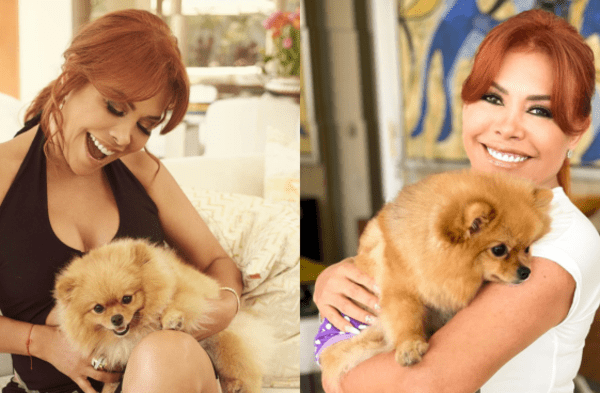 Magaly contrató a dos veterinarios internistas para que cuiden a su perrita Chanel tras cesárea wapa.pe
