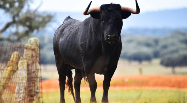 Qué significa soñar con un toro negro