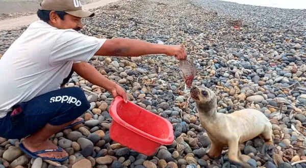 Pescador se solidariza con lobo de mar y lo alimenta en la orilla