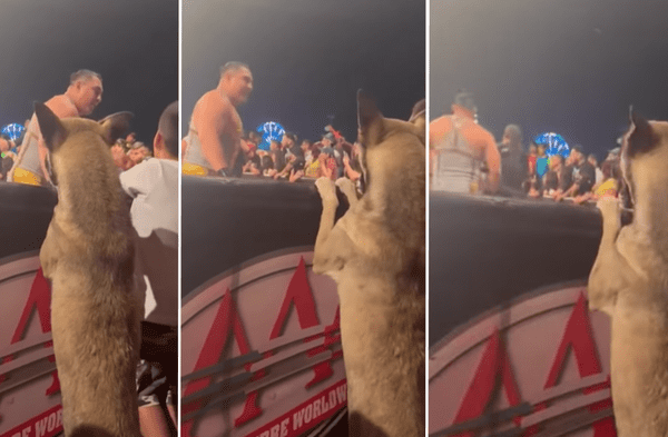 perro en lucha libre