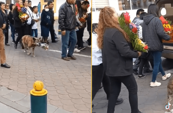 perro en funeral