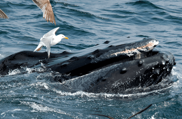 Gaviotas y ballenas