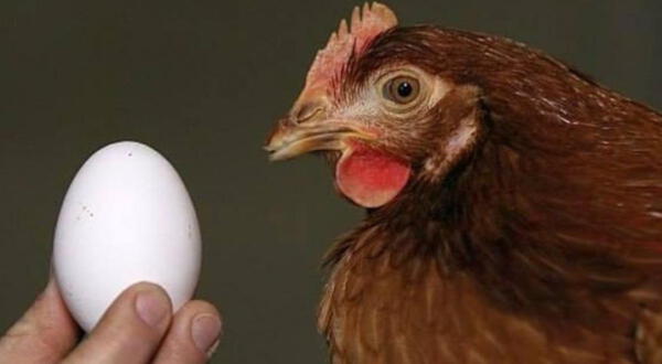 ¿El huevo o la gallina primera?