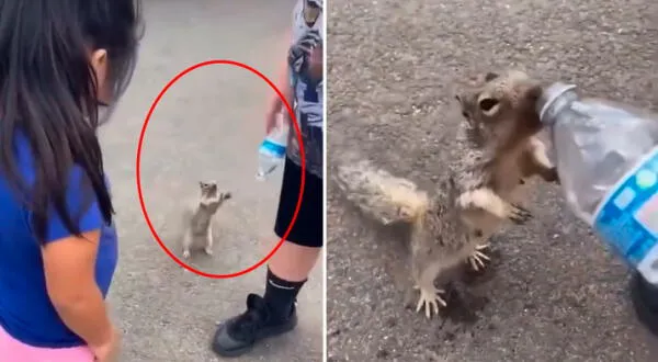 Ardilla pidió agua a una familia tras alta temperatura