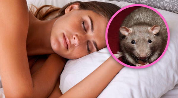 ¿Qué significa soñar con ratones que se te suben al cuerpo?