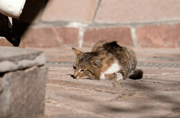 Lamentable tragedia en Chipre: Más de 300.000 gatos caen víctimas del mortal coronavirus felino