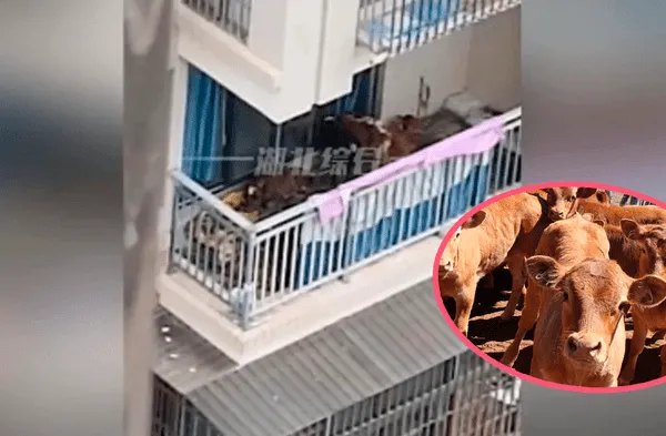 Hombre se mudó a la capital e intentó criar vacas en el balcón de su departamento
