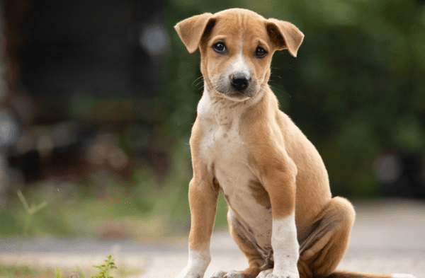 Por qué el 27 de julio es un día inolvidable para los perros sin dueño