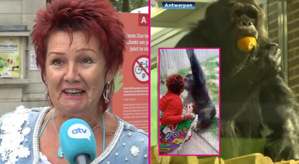 Mujer se enamora de chimpancé y deseaba tener relaciones con él: zoológico la vetó al saber de sus intenciones