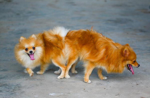 Perros se quedan pegados cuando se aparean