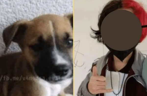 Adolescente adopta inocente perrito para matarlo y exhibirlo en las redes: Porque quise