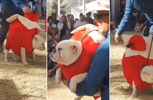 Perrito disfrazado de rocoto relleno derrite corazones en Arequipa