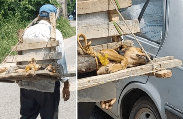 Anciano enternece al llevar a su perrita en la espalda tras ser esterilizada