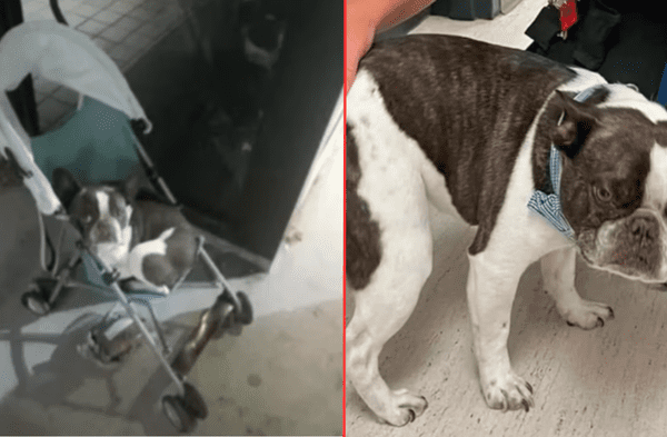Mujer dejó a su perro en el aeropuerto tras enterarse que no podía viajar sin jaula