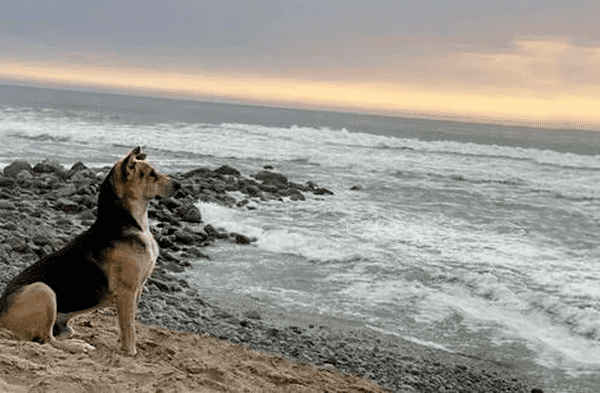 La historia de Vaguito, el perro que espera a su dueño todos los días frente al mar de Punta Negra