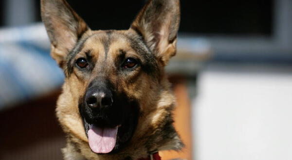 Narcotraficantes dedican emotivan carta de despedida a perro policía antidrogas: "Tenemos sentimientos"