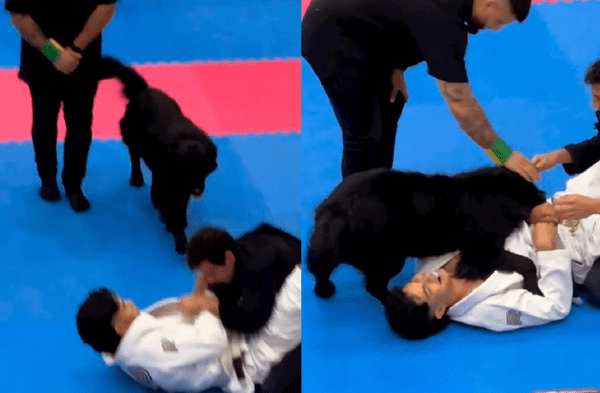Perrito se metió en pleno torneo de artes marciales para defender a su dueño al pensar que lo atacaban