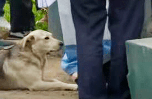 Hombre muere al caer a pozo y su fiel mascota se resiste a alejarse durante rescate