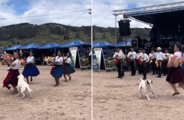 Perrito estrella irrumpe en baile folclórico: "Firulais es el coreógrafo"