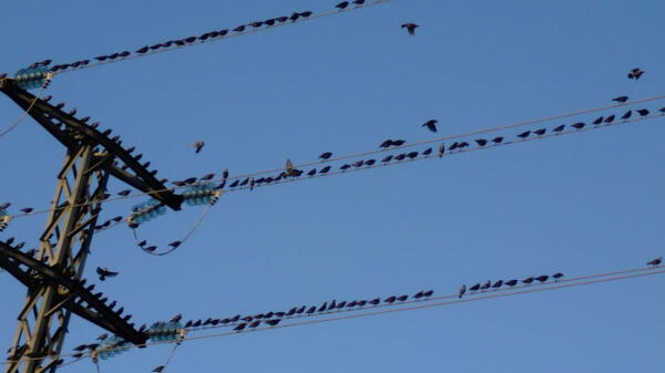¿Por qué las aves no se electrocutan pese a pararse en los cables de alta tensión?