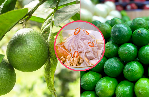 Limón Tahití la fruta de la selva que se impone al de Piura y es el preferido de cevicheros