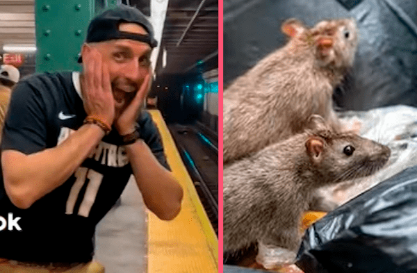 ¡Impresionante! Influencer ofrece tours para ver ratas en Nueva York