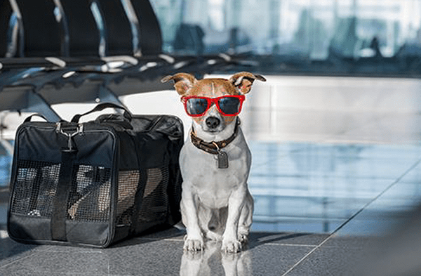 ¿Primer viaje con tu mascota? Esto debes tener en cuenta antes de viajar con tu 'perrhijo'