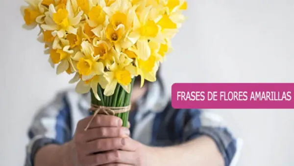 Frases PARA flores amarillas: ➤ 25 mensajes bonitos para dedicar a tu persona más querida