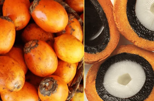 El tukumá: Conoce los beneficios del fruto amazónico con efecto antienvejecimiento