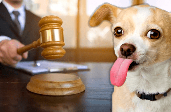 Por primera vez Tribunal reconoció a un perro como miembro de una familia