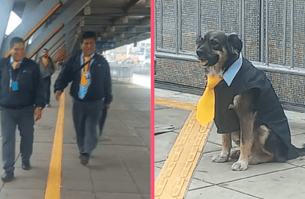 Perrito vestido como trabajador del Metropolitano causa sensación en TikTok: “Los choferes lo aman”